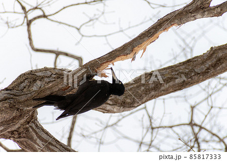 クマゲラ＿熊啄木鳥＿天然記念物＿野鳥＿啄木鳥＿キツツキ 85817333