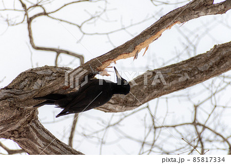 クマゲラ＿熊啄木鳥＿天然記念物＿野鳥＿啄木鳥＿キツツキ 85817334