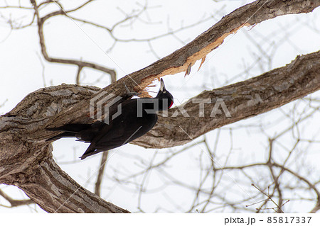 クマゲラ_熊啄木鳥_天然記念物_野鳥_啄木鳥_キツツキ クマゲラ_熊啄木鳥_天然記念物_野鳥_啄木鳥_キツツキ 85817337