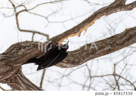 クマゲラ＿熊啄木鳥＿天然記念物＿野鳥＿啄木鳥＿キツツキ 85817339