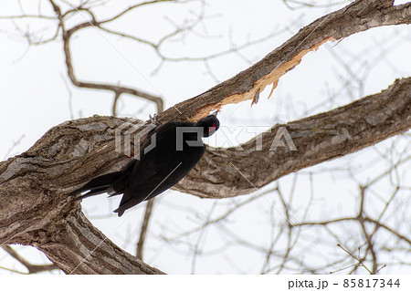 クマゲラ＿熊啄木鳥＿天然記念物＿野鳥＿啄木鳥＿キツツキ 85817344