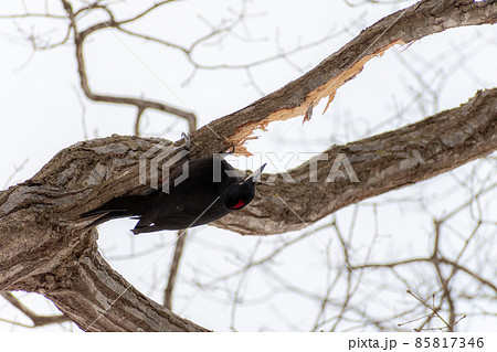 クマゲラ_熊啄木鳥_天然記念物_野鳥_啄木鳥_キツツキ クマゲラ_熊啄木鳥_天然記念物_野鳥_啄木鳥_キツツキ 85817346