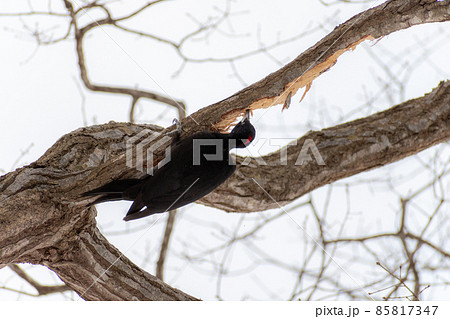 クマゲラ＿熊啄木鳥＿天然記念物＿野鳥＿啄木鳥＿キツツキ 85817347