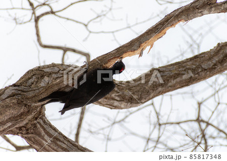 クマゲラ＿熊啄木鳥＿天然記念物＿野鳥＿啄木鳥＿キツツキ 85817348