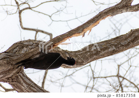 クマゲラ_熊啄木鳥_天然記念物_野鳥_啄木鳥_キツツキ クマゲラ_熊啄木鳥_天然記念物_野鳥_啄木鳥_キツツキ 85817358