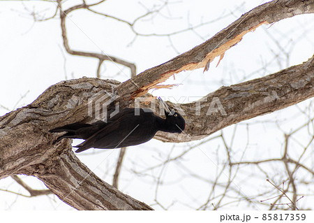 クマゲラ＿熊啄木鳥＿天然記念物＿野鳥＿啄木鳥＿キツツキ 85817359