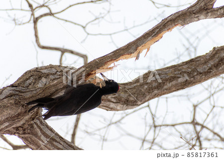 クマゲラ_熊啄木鳥_天然記念物_野鳥_啄木鳥_キツツキ クマゲラ_熊啄木鳥_天然記念物_野鳥_啄木鳥_キツツキ 85817361