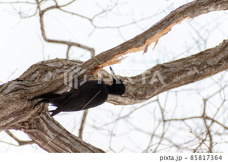 クマゲラ＿熊啄木鳥＿天然記念物＿野鳥＿啄木鳥＿キツツキ 85817364