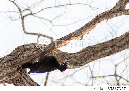 クマゲラ＿熊啄木鳥＿天然記念物＿野鳥＿啄木鳥＿キツツキ 85817367