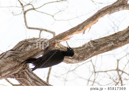 クマゲラ＿熊啄木鳥＿天然記念物＿野鳥＿啄木鳥＿キツツキ 85817369