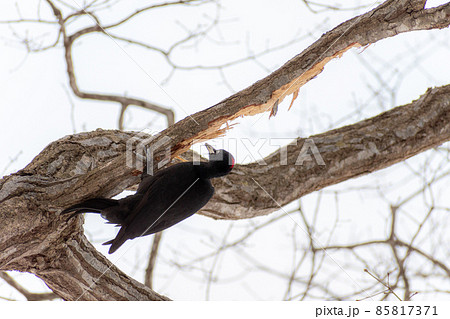クマゲラ_熊啄木鳥_天然記念物_野鳥_啄木鳥_キツツキ クマゲラ_熊啄木鳥_天然記念物_野鳥_啄木鳥_キツツキ 85817371