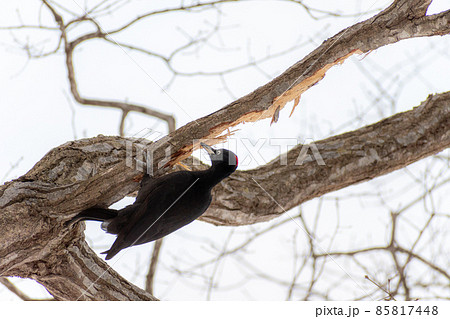 クマゲラ＿熊啄木鳥＿天然記念物＿野鳥＿啄木鳥＿キツツキ 85817448