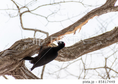 クマゲラ＿熊啄木鳥＿天然記念物＿野鳥＿啄木鳥＿キツツキ 85817449