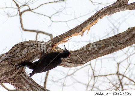 クマゲラ_熊啄木鳥_天然記念物_野鳥_啄木鳥_キツツキ クマゲラ_熊啄木鳥_天然記念物_野鳥_啄木鳥_キツツキ 85817450