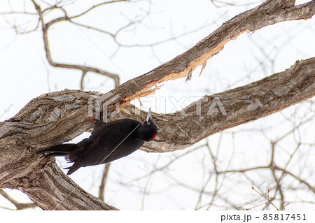 クマゲラ＿熊啄木鳥＿天然記念物＿野鳥＿啄木鳥＿キツツキ 85817451