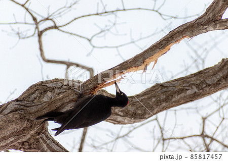 クマゲラ＿熊啄木鳥＿天然記念物＿野鳥＿啄木鳥＿キツツキ 85817457