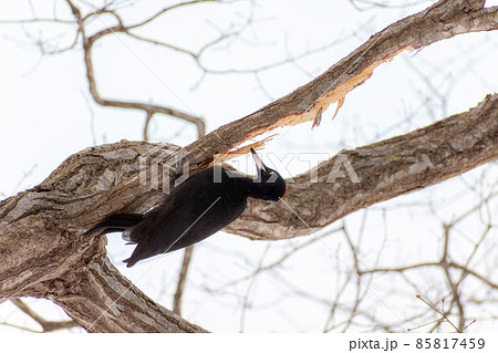 クマゲラ＿熊啄木鳥＿天然記念物＿野鳥＿啄木鳥＿キツツキ 85817459