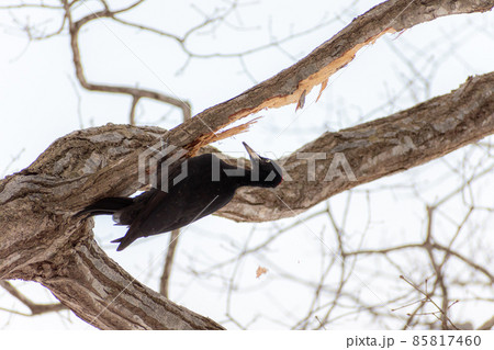 クマゲラ＿熊啄木鳥＿天然記念物＿野鳥＿啄木鳥＿キツツキ 85817460