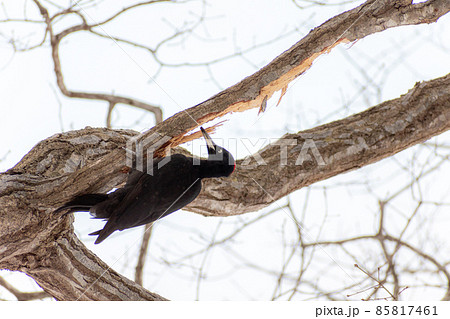 クマゲラ＿熊啄木鳥＿天然記念物＿野鳥＿啄木鳥＿キツツキ 85817461
