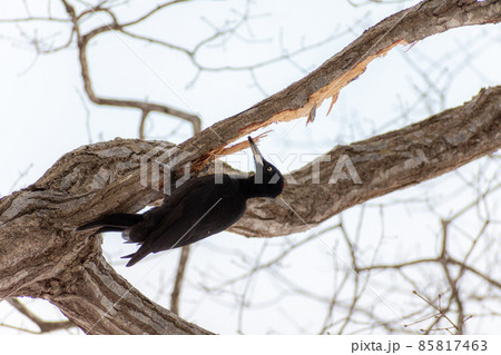 クマゲラ_熊啄木鳥_天然記念物_野鳥_啄木鳥_キツツキ クマゲラ_熊啄木鳥_天然記念物_野鳥_啄木鳥_キツツキ 85817463