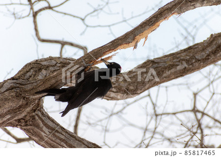 クマゲラ＿熊啄木鳥＿天然記念物＿野鳥＿啄木鳥＿キツツキ 85817465