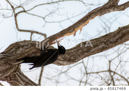 クマゲラ_熊啄木鳥_天然記念物_野鳥_啄木鳥_キツツキ クマゲラ_熊啄木鳥_天然記念物_野鳥_啄木鳥_キツツキ 85817469