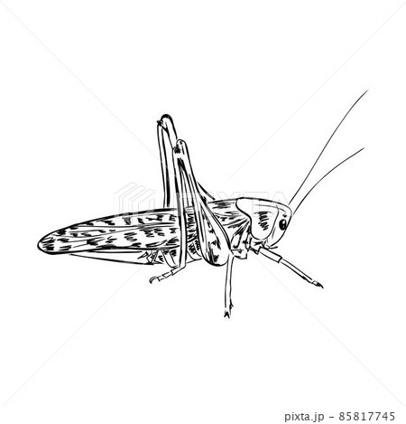locust, contour sketch isolated on white background vector locust, contour sketch isolated on white background vector 85817745