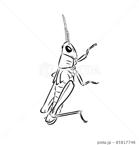 locust, contour sketch isolated on white background vector locust, contour sketch isolated on white background vector 85817746