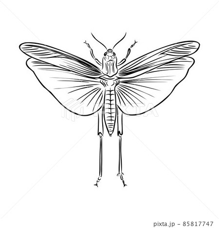 locust, contour sketch isolated on white background vector locust, contour sketch isolated on white background vector 85817747