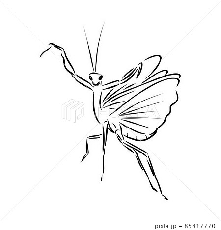 Hand drawing, sketch, mantis on a white background 85817770