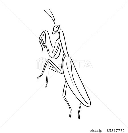 Hand drawing, sketch, mantis on a white background Hand drawing, sketch, mantis on a white background 85817772