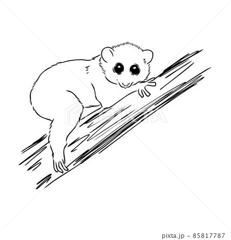 Lemur Loris on a tree vector illustration, hand drawn sketch, black and white. Ink pen cute lori chinese animal sitting on a tree. 85817787
