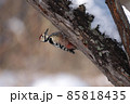 冬の林で見つけたオオアカゲラ 85818435