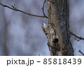冬の林で見つけたキタキバシ 85818439
