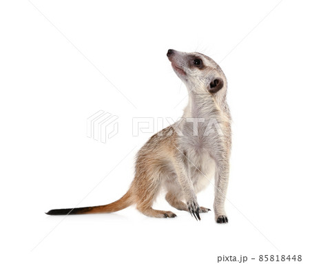 Funny meerkat isolated on a white background 85818448