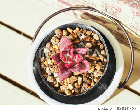 多肉植物ロビン×ワイルドコロラータ 85818707