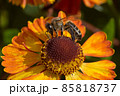 Bee on a flower closeup. Pollination of flowers 85818737
