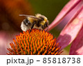 Bee on a flower closeup. Pollination of flowers 85818738