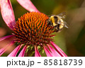 Bee on a flower closeup. Pollination of flowers 85818739