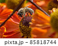 Bee on a flower closeup. Pollination of flowers 85818744