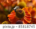 Bee on a flower closeup. Pollination of flowers 85818745