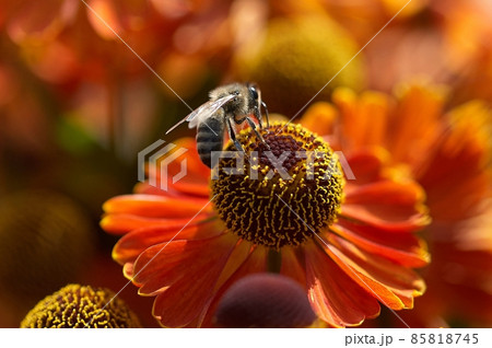 Bee on a flower closeup. Pollination of flowers Bee on a flower closeup. Pollination of flowers 85818745