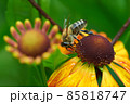 Bee on a flower closeup. Pollination of flowers 85818747