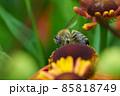 Bee on a flower closeup. Pollination of flowers 85818749