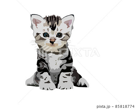子猫 子猫 85818774