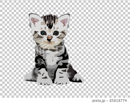 子猫 子猫 85818774