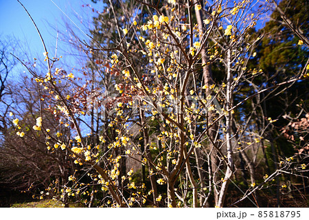 真冬に咲く蝋梅（ロウバイ） 85818795