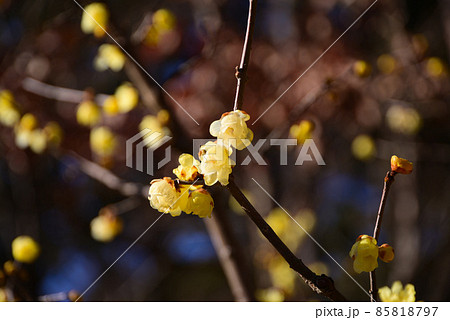 真冬に咲く蝋梅（ロウバイ） 85818797