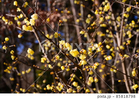 真冬に咲く蝋梅（ロウバイ） 85818798