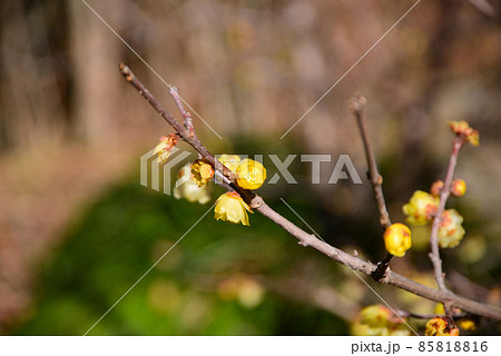 真冬に咲く蝋梅(ロウバイ) 真冬に咲く蝋梅(ロウバイ) 85818816